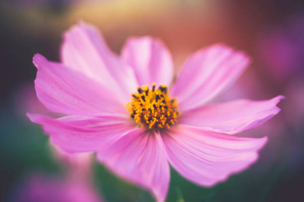 Pink cosmos flowers in bloom