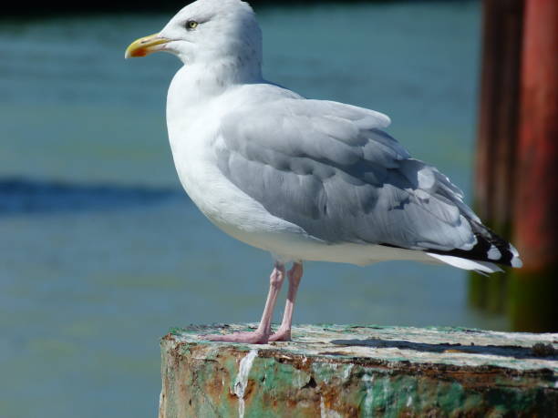 istock Seagull, Le Treport, France 850589786