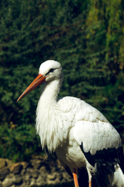 istock White Stork in the Green Morning Park 850592444