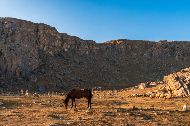 istock A horse in the highlands 850600674