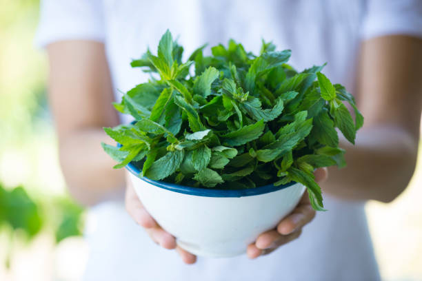Holding Green Fresh Mint Holding Green Fresh Mint mint leaf culinary stock pictures, royalty-free photos & images