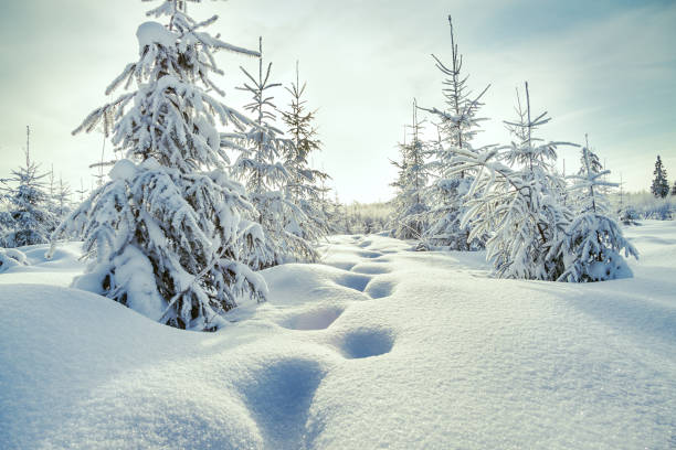 istock Christmas and new year trees covered with snow in winter forest. 850621540