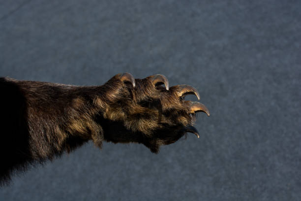 pata de oso negro con garras afiladas - beaver animal track paw paw print fotografías e imágenes de stock