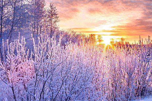 winter landscape with sunset and forest. trees winter covered with snow in rays of sunset.