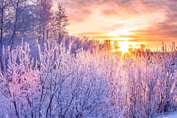 Photo of winter landscape with sunset and forest. trees winter covered with snow in rays of sunset.