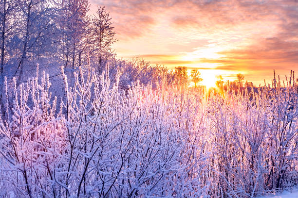 winter landscape with sunset and forest. trees winter covered with snow in rays of sunset. - christmas winter sunset snow imagens e fotografias de stock