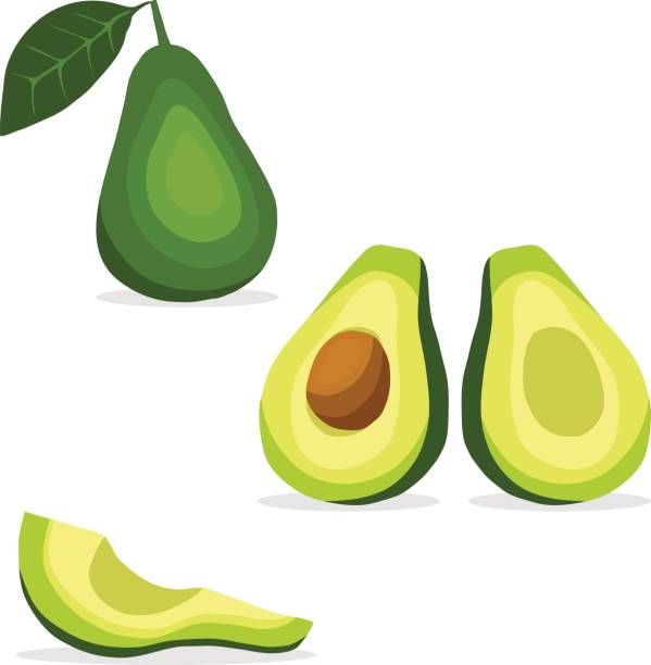 awokado, ikona awokado, owoce tropikalne. - avocado cross section vegetable seed stock illustrations