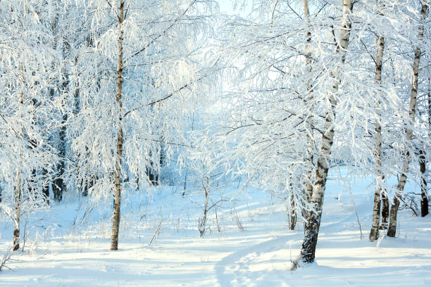 istock rural winter snowy landscape with forest, footpath and blue sky. 850625118