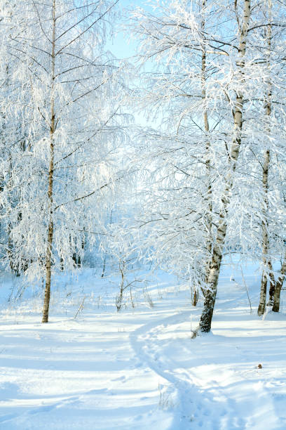 istock rural winter snowy landscape with forest, footpath and blue sky. 850629400