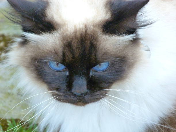 istock Siamese cat, Normandy, France 850633518