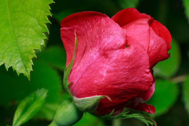 istock Beautiful rose is growing on a green meadow. 850636164