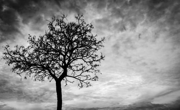 istock Silhouette dead tree on dark sky background for scary or death 850636930