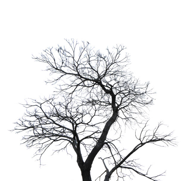 istock Silhouette dead tree isolated on white background for scary or death with clipping path. 850637074