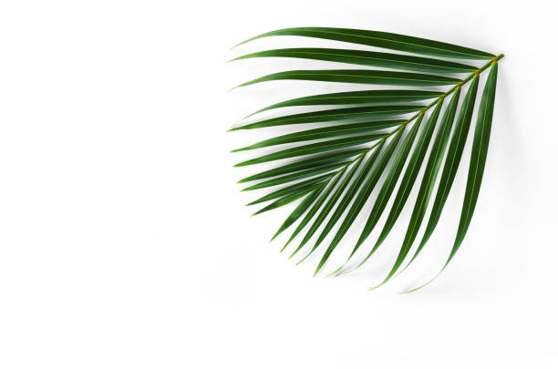 istock green leaf of palm isolate on white background 850644082