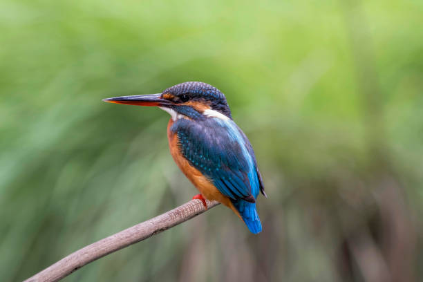 istock The common kingfisher also known as the Eurasian kingfisher, and river kingfisher, is a small kingfisher with seven subspecies recognized within its wide distribution across Eurasia and North Africa. 850646708