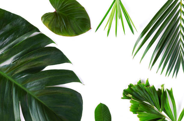 istock different tropical leaf, beautiful green leave set on white background 850647090