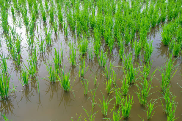 istock Rice Sprout in Rice field.Rice seedlings green background 850647182