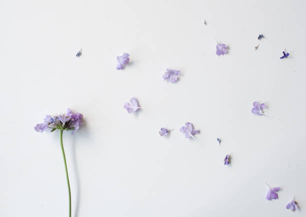 istock Wilting pincushion flower with scattered petals 850647404