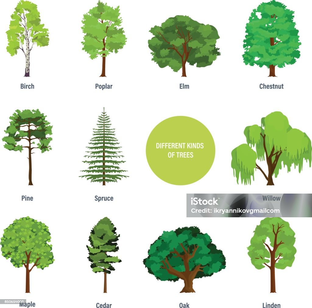 Concept of collection of modern different kinds of trees Collection of different kinds of trees: birch, poplar, elm, chestnut, pine, spruce, willow, palm, maple cedar oak linden Vector illustration isolated on white background Tree stock vector