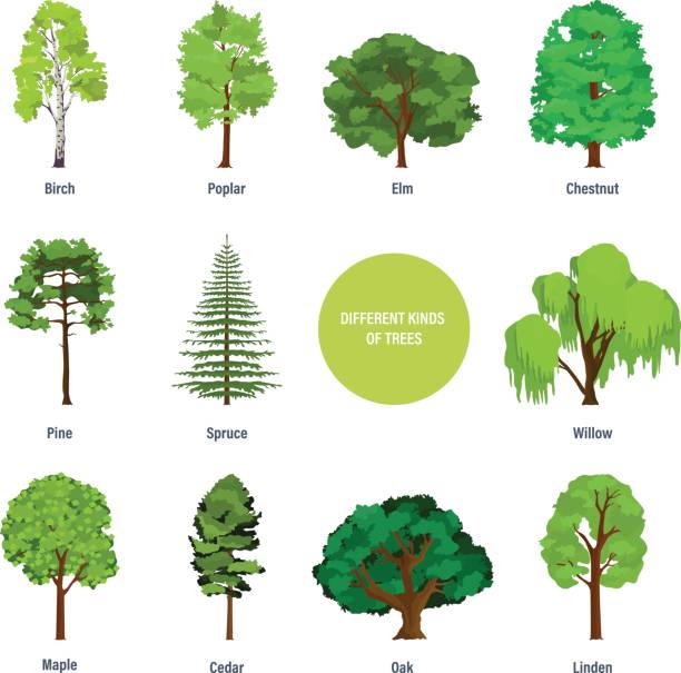 Concept of collection of modern different kinds of trees Collection of different kinds of trees: birch, poplar, elm, chestnut, pine, spruce, willow, palm, maple cedar oak linden Vector illustration isolated on white background coniferous tree illustrations stock illustrations