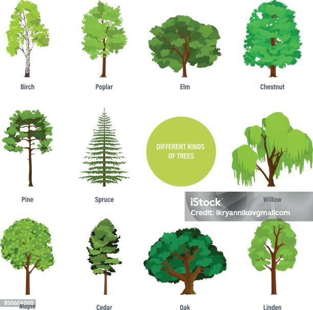 Concept Of Collection Of Modern Different Kinds Of Trees Stock Illustration - Download Image Now