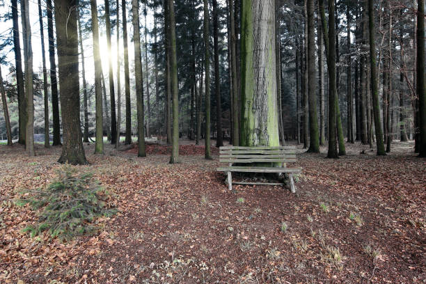 Rest bench constructed from a cut tree trunk and installed in a forest park.