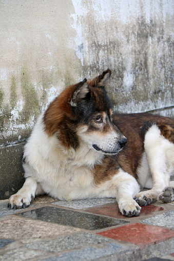 It is a dog that lives on the streets or temple and does not have an owner.