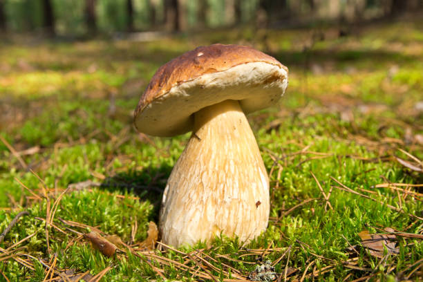 istock Cep mushroom .Boletus in the moss in the forest. 850677372