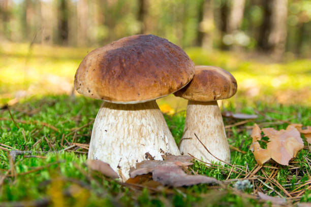 Cep mushroom . Two Mushrooms in the moss in the forest. Cep mushroom . Two Mushrooms in the moss in the forest. Cepe stock pictures, royalty-free photos & images