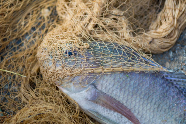 istock Fish in fishing net. animal. 850685578