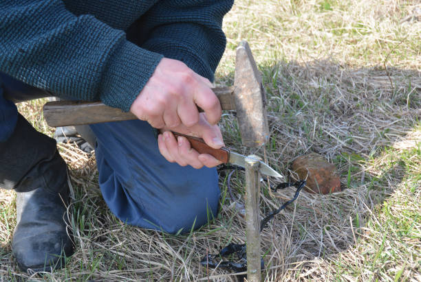 istock Preparing Apple Tree Branch for Grafting with Knife. Grafting Fruit Trees Step by Step. How to Graft an Apple Tree. 850689082