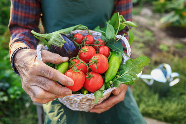 istock Farmer sitting and holding a crate with vegetables in garden 850691718
