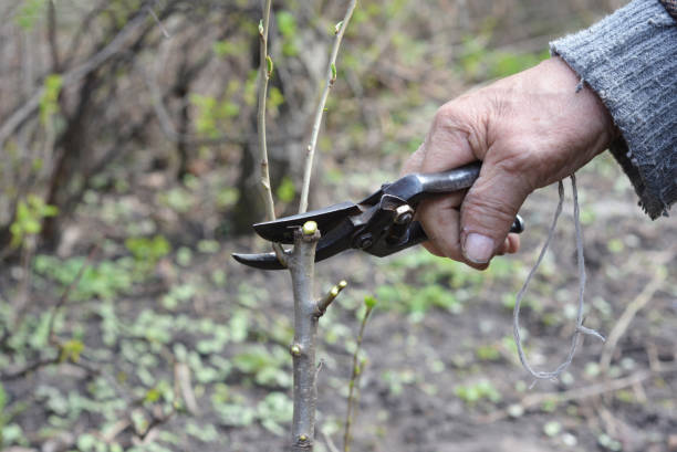 istock Old Gardener Preparing Apple Tree Branch for Grafting with Knife. Old Man Hands Grafting Fruit Trees Step by Step. Grafting Trees - How to Graft a Tree. 850692038
