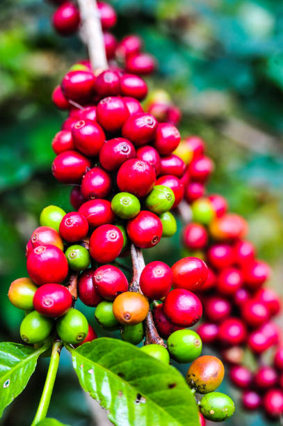 istock Raw coffee bean on coffee tree plantation in Thailand 850692992