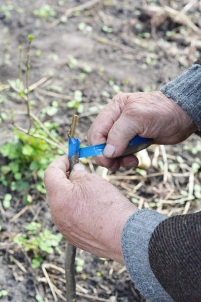 istock Old Man Hands Grafting Fruit Tree. Step by Step. Grafting Trees - How to Graft a Tree. 850693142