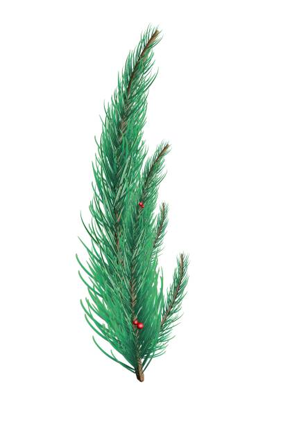 istock Green fir tree branch 850695682