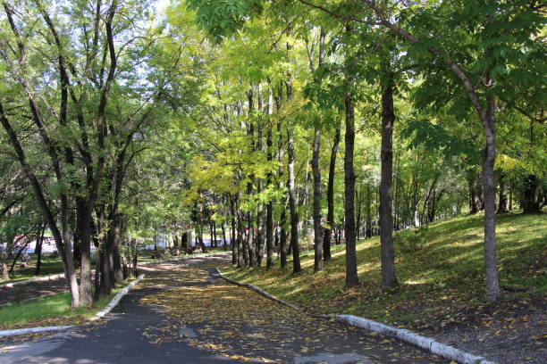 istock Autumn Landscape / Parkway with trees at the sides / 850696460