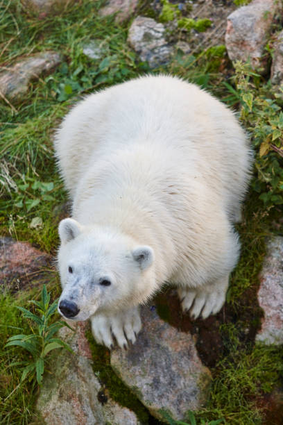 polar bear cub in der wildnis. tierwelt tier hintergrund - polar bear young animal isolated cub stock-fotos und bilder