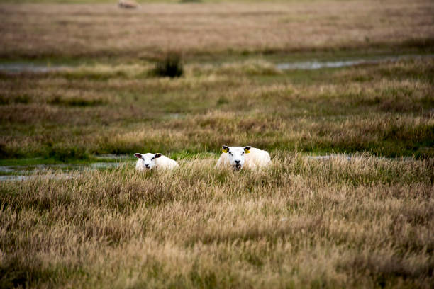 Sheep on Danish beach stock photo