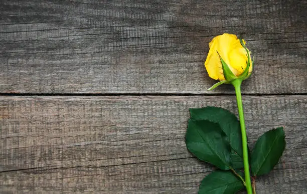 Photo of Yellow rose on a table