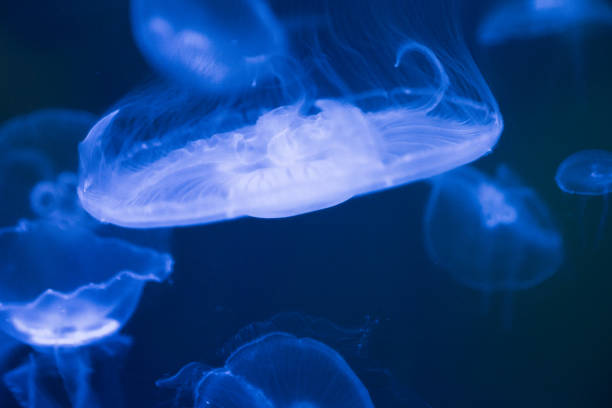 istock Close up of illuminated Jellyfish on blue background underwater 850708862