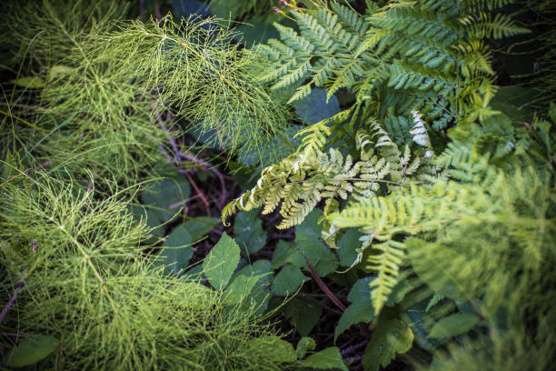 istock green fern growing in the woods 850709672