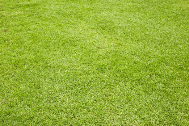 istock Fresh green grass in football pitch 850714018