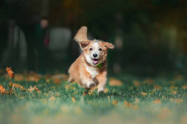 istock Dog runs through autumn leaves in autumnal sunlight 850740296