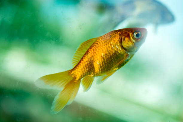 istock Colorful fish swimming in aquarium 850740574