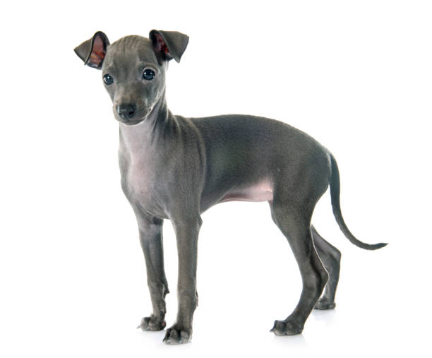 istock puppy italian greyhound 850751140