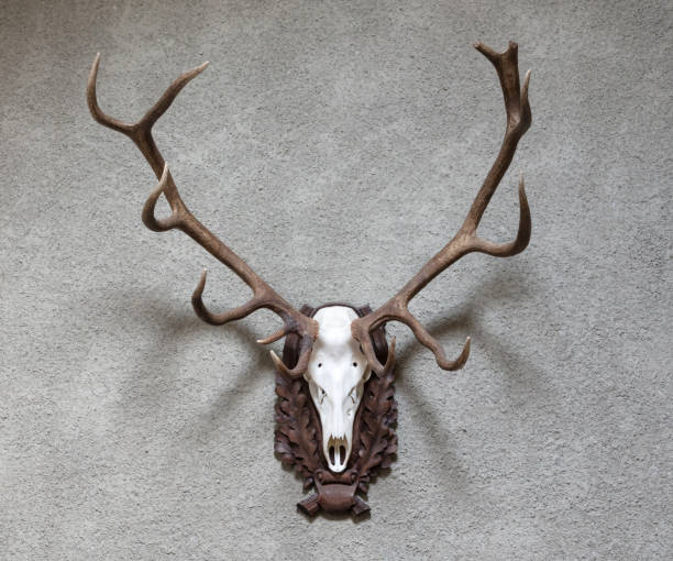 Large deer hunting trophy Large deer hunting trophy hanging on a wall hunting trophy stock pictures, royalty-free photos & images