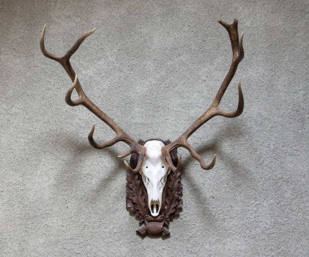Animal Trophy Wall Stock Photos, Pictures & Royalty-Free Images - iStock Animal Trophy Wall Stock Photos, Pictures & Royalty-Free Images - iStock