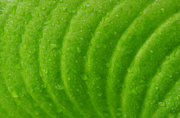 The soft focus background adds depth and creates a sense of isolation, drawing attention to the main subject. This photograph would be perfect for use in nature-themed projects, as well as for promoting relaxation and well-being.