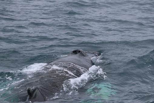 Blowhole of a black whale in the Artic Ocean (Iceland)